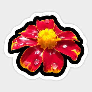 marigold red flower with raindrops, flowers Sticker